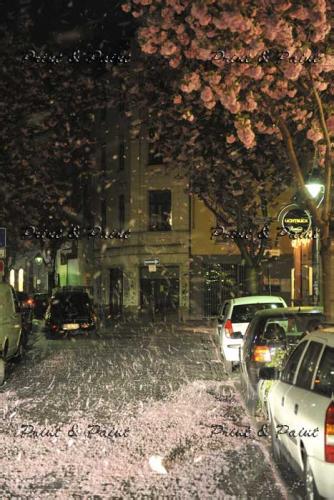 Bonn-Kirschblüte-6917