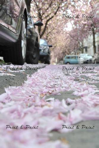 Bonn-Kirschblüte-7005