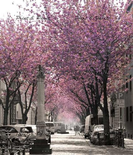 BonnKirschblüte-6581