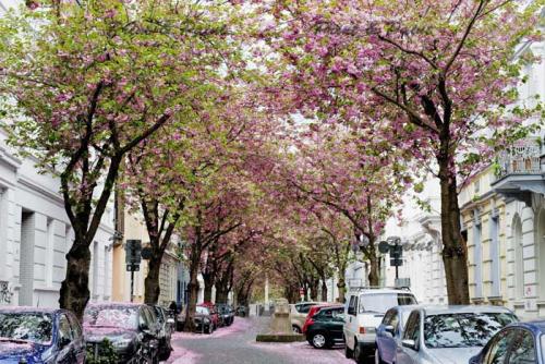 Kirschbluete-Bonn-DSC5733a-printandpaint