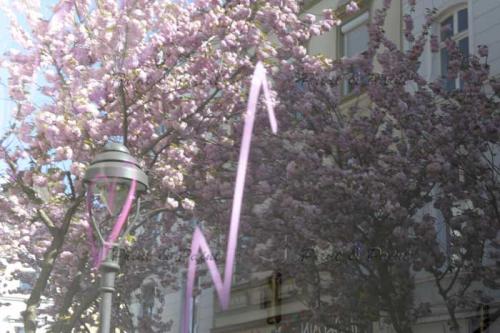 Kirschbluete-Bonn-printandpaint-0277