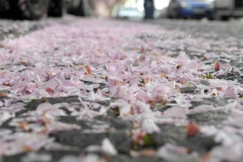 Kirschbluete-Bonn-printandpaint-0382