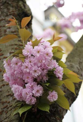 Kirschbluete-Bonn-printandpaint-0447