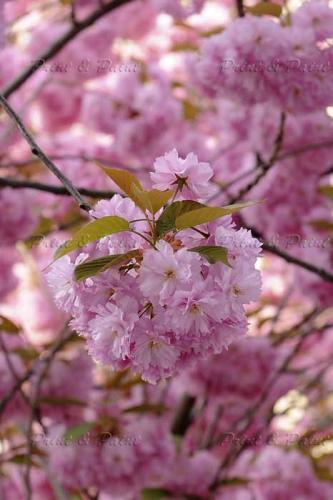 Kirschbluete-Bonn-printandpaint-1290