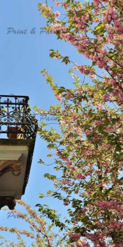 Kirschbluete-Bonn-printandpaint-1823-Pano