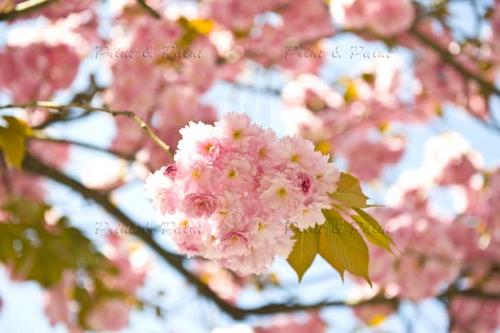 Kirschbluete-Bonn-printandpaint-4765