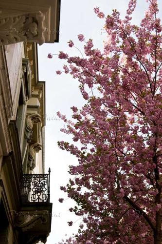 Kirschbluete-Bonn-printandpaint-5479a