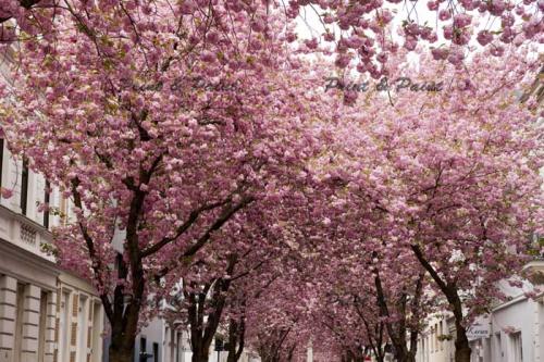 Kirschbluete-Bonn-printandpaint-5506