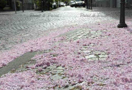 Kirschbluete-Bonn-printandpaint-5664