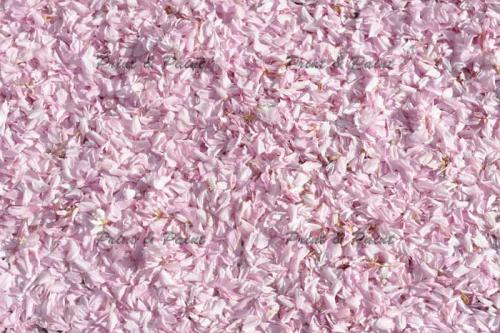 Kirschbluete-Bonn-printandpaint-5669