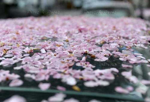 Kirschbluete-Bonn-printandpaint-5673