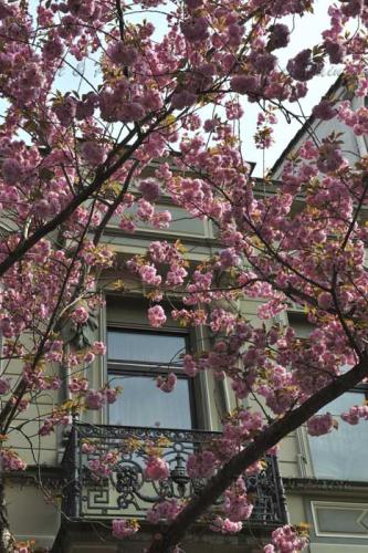 Kirschbluete-Bonn-printandpaint-6590