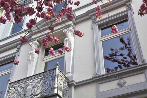 Kirschbluete-Bonn-printandpaint-6594