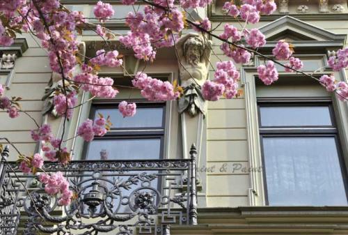 Kirschbluete-Bonn-printandpaint-6605