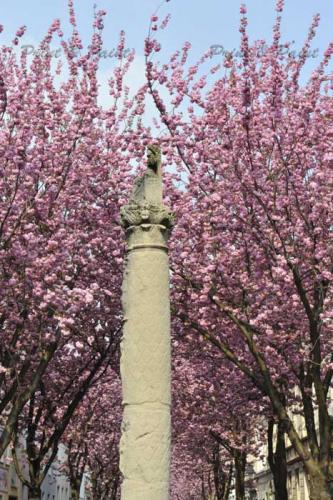 Kirschbluete-Bonn-printandpaint-6608