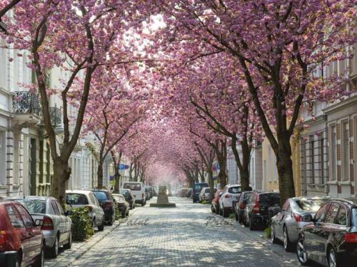 Kirschbluete-Bonn-printandpaint-6610a