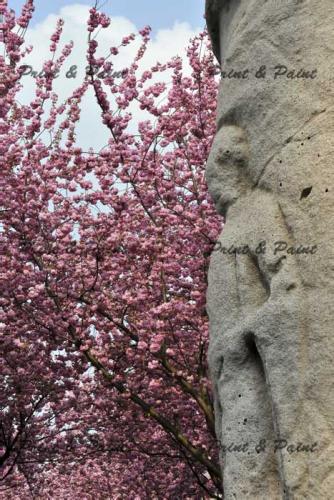 Kirschbluete-Bonn-printandpaint-6617