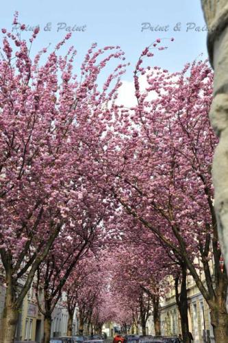 Kirschbluete-Bonn-printandpaint-6619