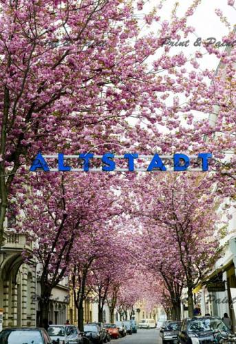 Kirschbluete-Bonn-printandpaint-6649