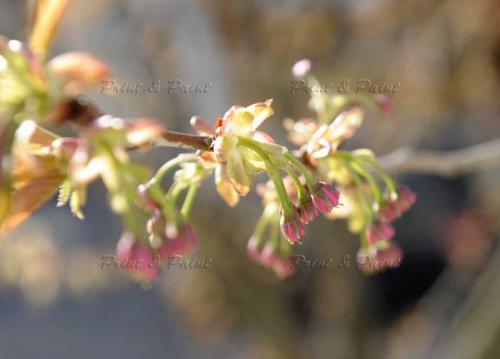 Kirschbluete-Bonn-printandpaint-7298