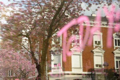 Kirschbluete-Bonn-printandpaint-7579-neu