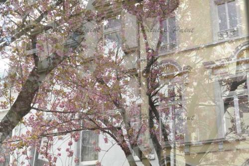 Kirschbluete-Bonn-printandpaint-7581