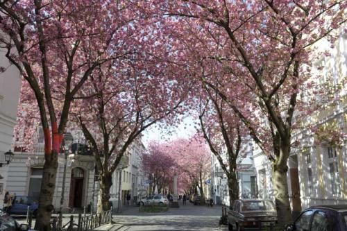 Kirschbluete-Bonn-printandpaint-7594