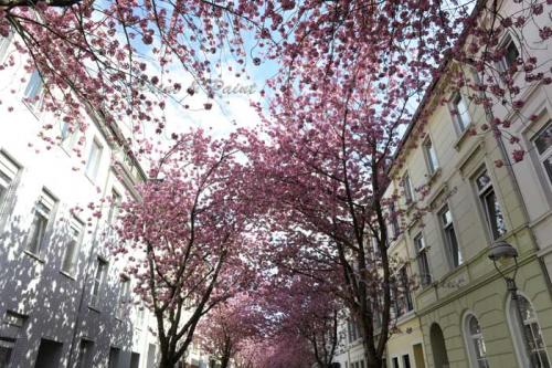 Kirschbluete-Bonn-printandpaint-7599