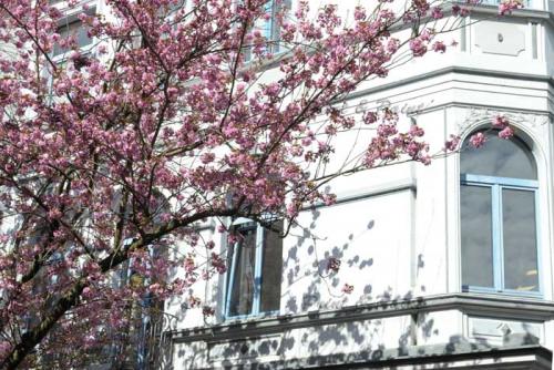 Kirschbluete-Bonn-printandpaint-7602