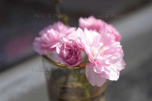 Kirschbluete-Bonn-printandpaint-7621