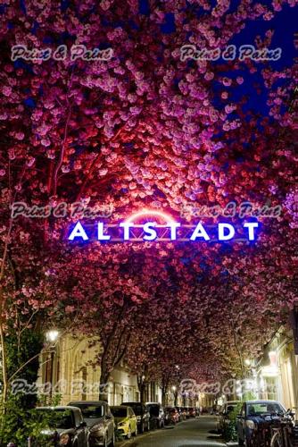 Kirschbluete-Bonn-printandpaint-7840