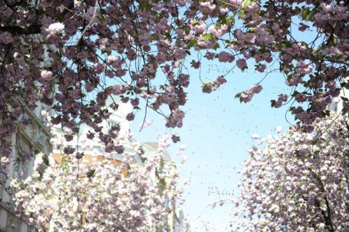 Kirschbluete-Bonn-printandpaint-8011