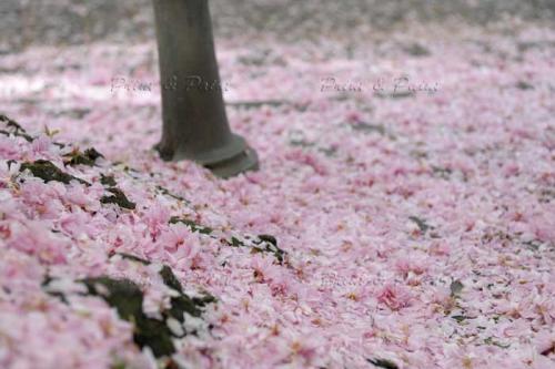 Kirschbluete-Bonn-printandpaint-8064