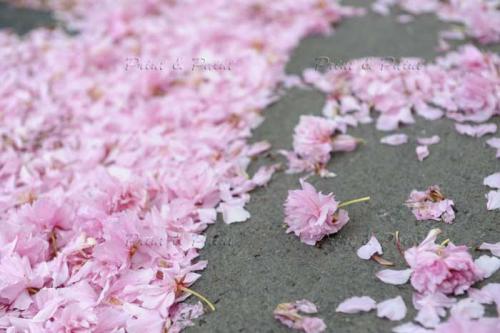 Kirschbluete-Bonn-printandpaint-8078