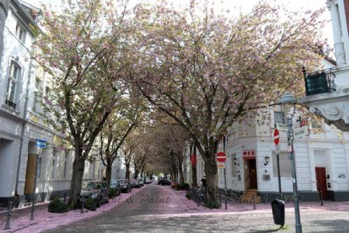 Kirschbluete-Bonn-printandpaint-8087