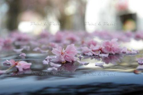 Kirschbluete-Bonn-printandpaint-8091