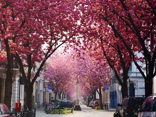 DSC_1345-kirschbluete-bonn