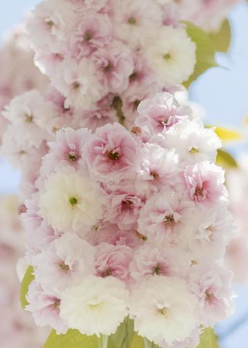 Pastell-Kirschblüte_DSC0774