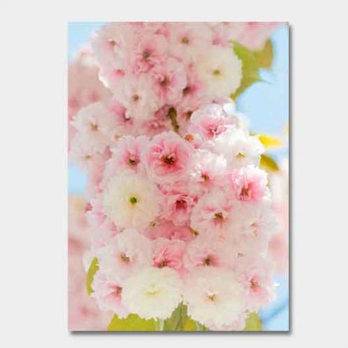 Template-shop-motive-15