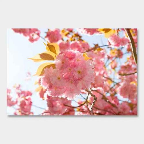 Template-shop-motive-2