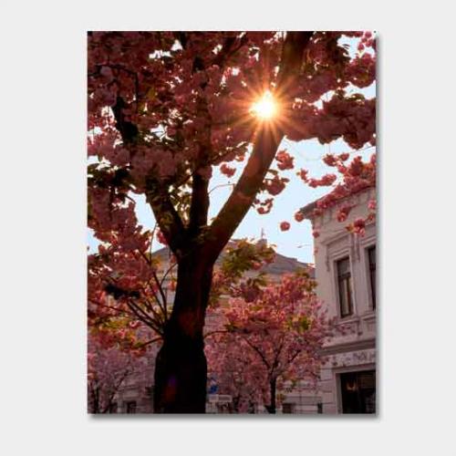 Template-shop-motive-24