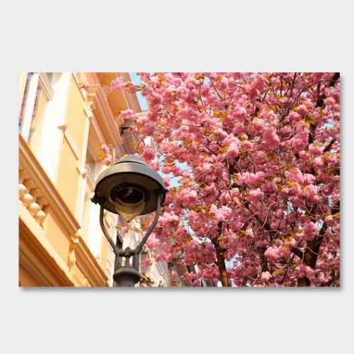 Template-shop-motive-44