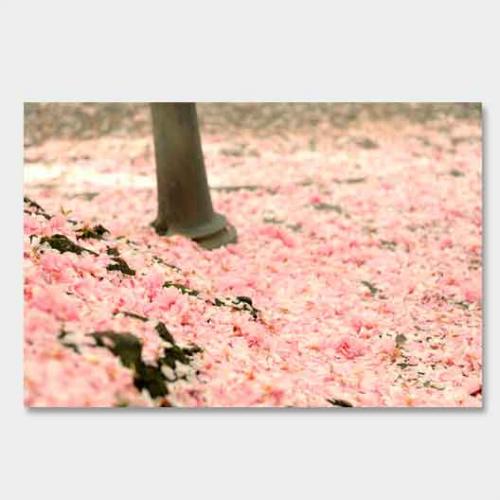 Template-shop-motive-46