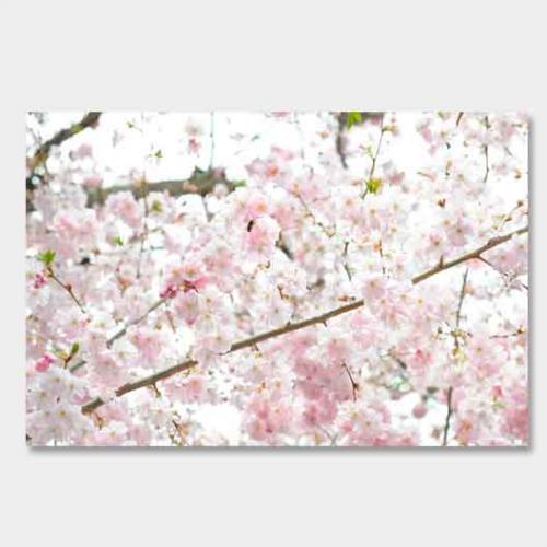 Template-shop-motive-48