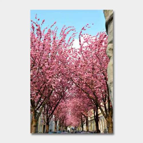 Template-shop-motive-5