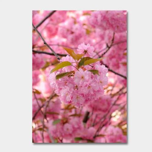 Template-shop-motive-6