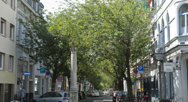 Sommer 2015 in der Kirschblütenallee in Bonn