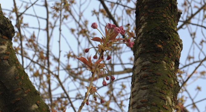 kirschblütenliveticker-Montag-11.4.16