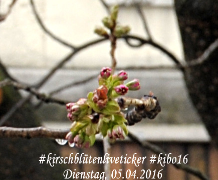 kirschblütenliveticker-bonn-5.4.16