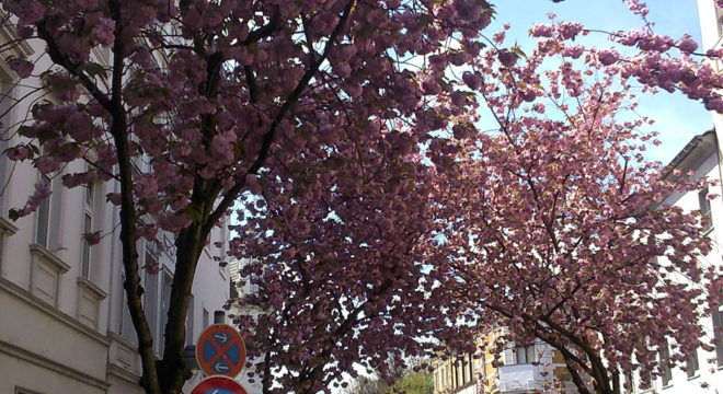 Kirschblütenliveticker-Sonntag-24.4.16